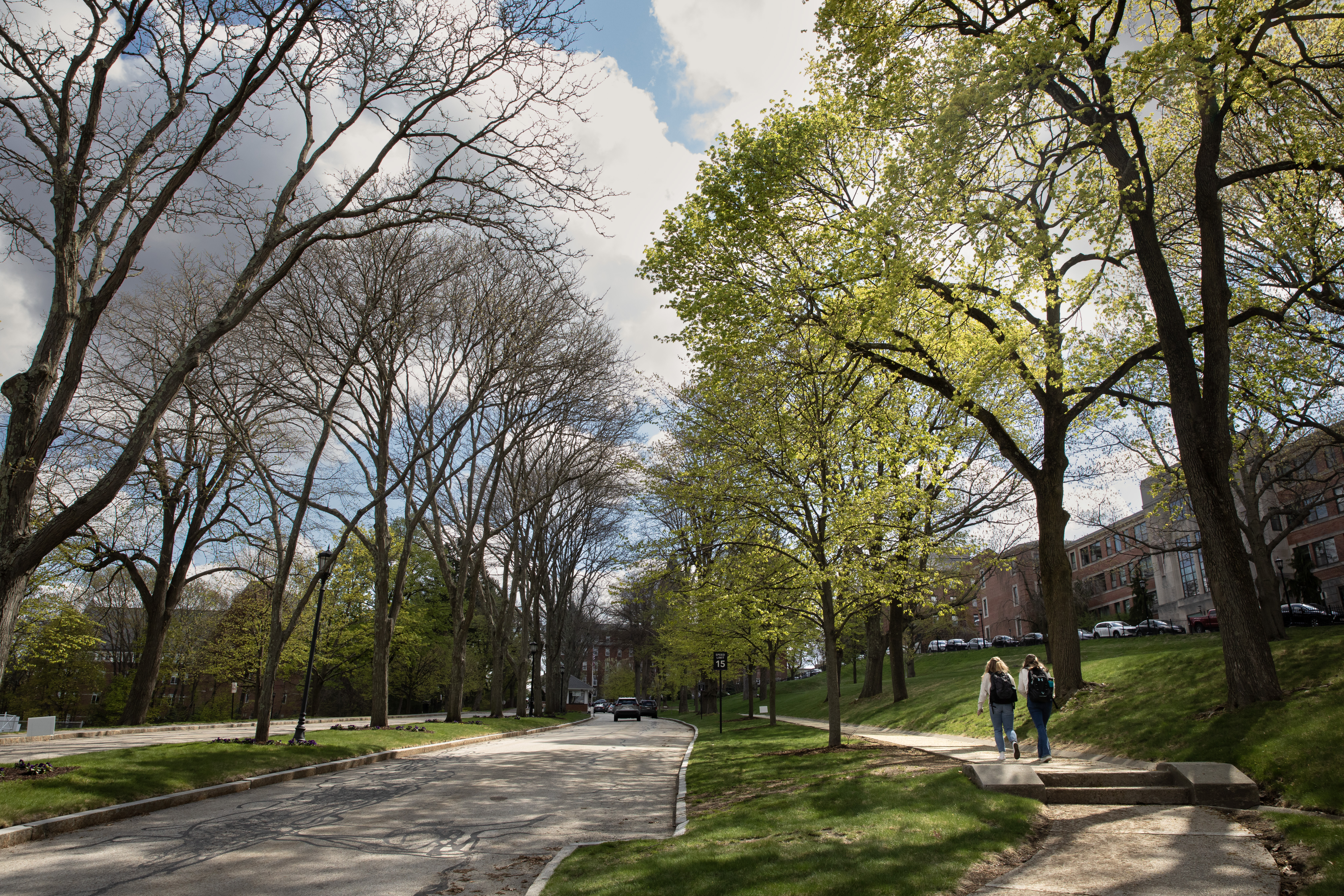 Linden Lane in springtime