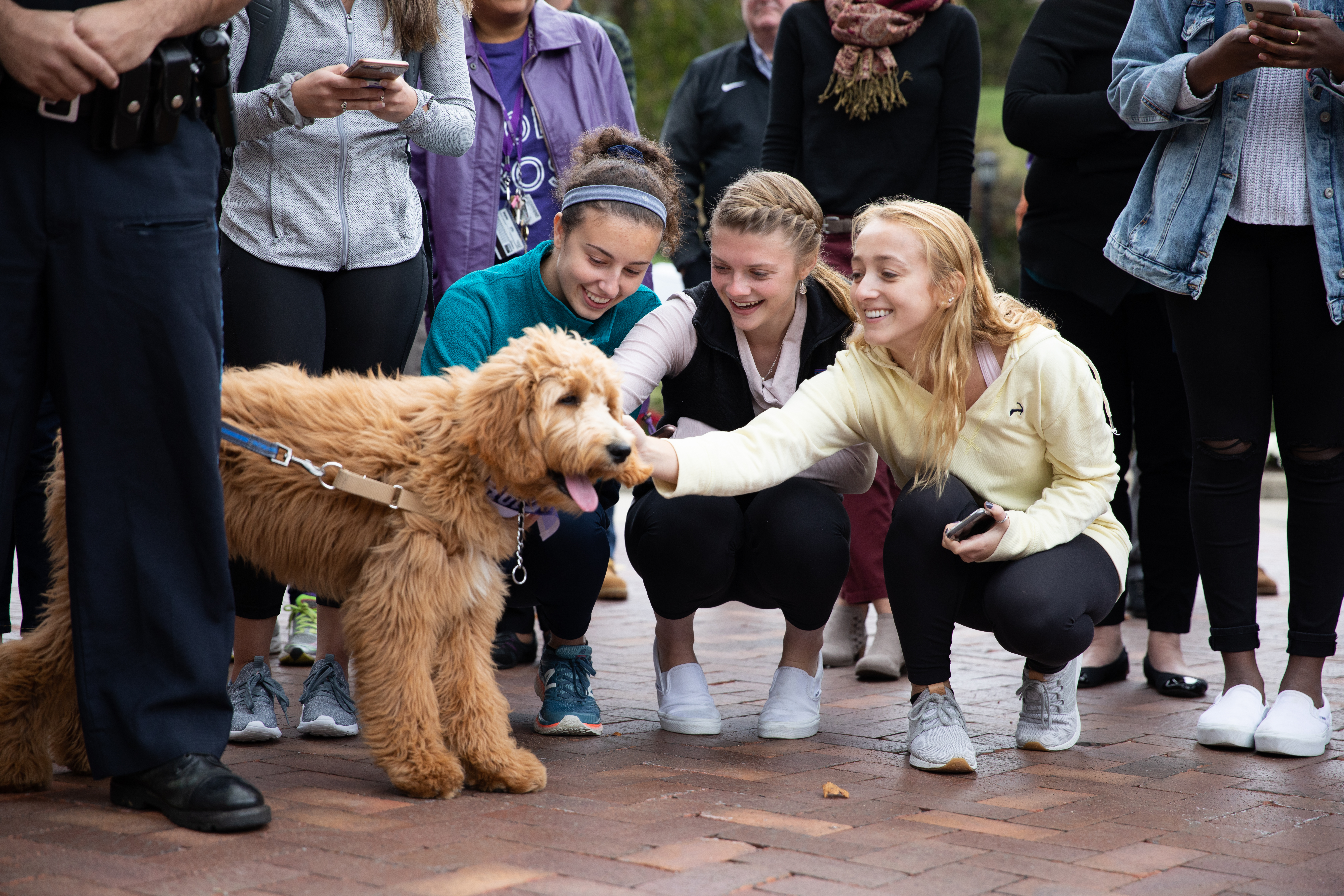 Three female students kneel down to pet a Golden Doodle therapy dog.
