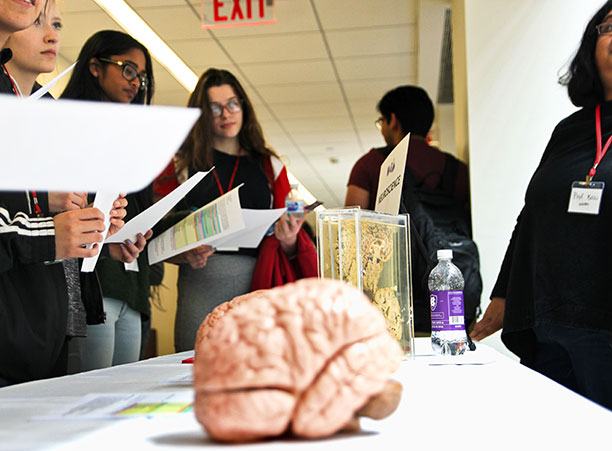 Three high school students stand in front of a table that has a fake brain on it