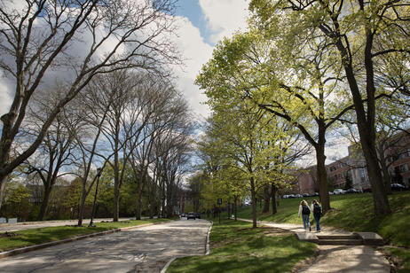 Linden Lane in springtime