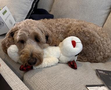 Golden Doddle relaxing on a couch with a stuffed animal toy.