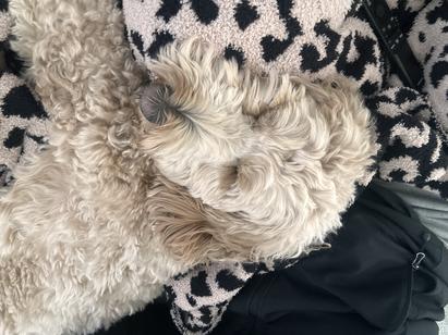 Golden Doddle sleeping.