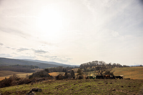 Farmland and cows