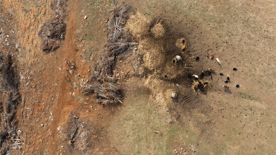 Aerial view of students and cows