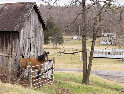 Horse by a fence