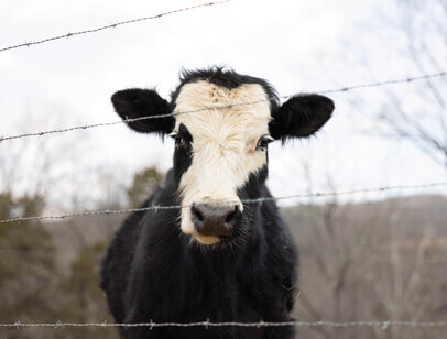 Cow