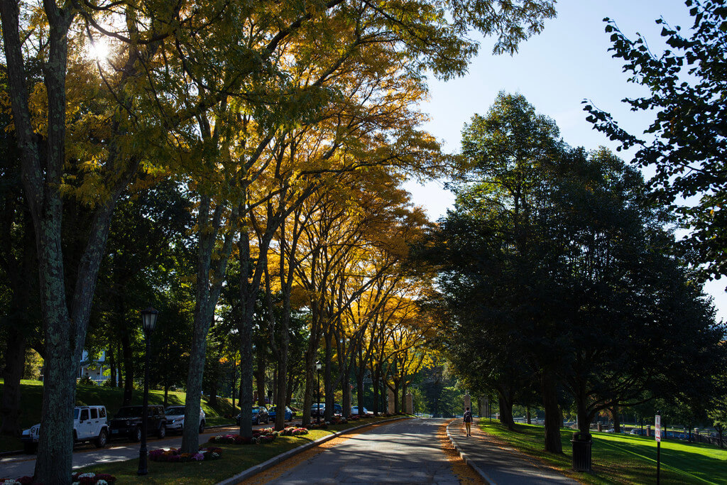 Trees on Linden Lane