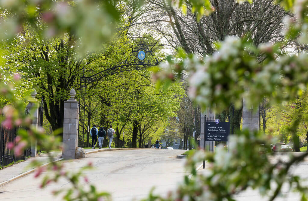 Road bordered by green trees 