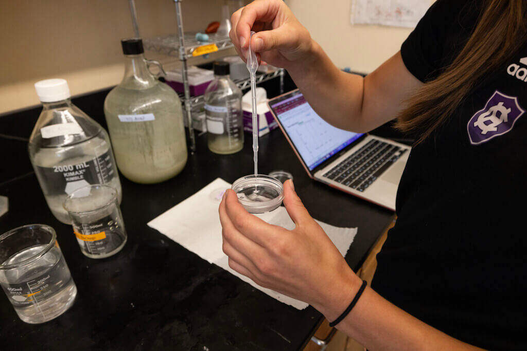 Squeezing a pipette into a petri dish