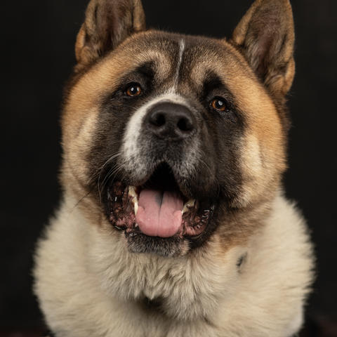 Tomo, an American Akita dog