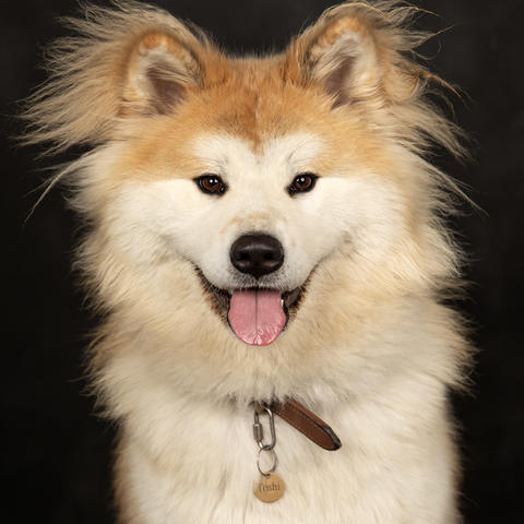 Toshi, a Japanese Akita dog