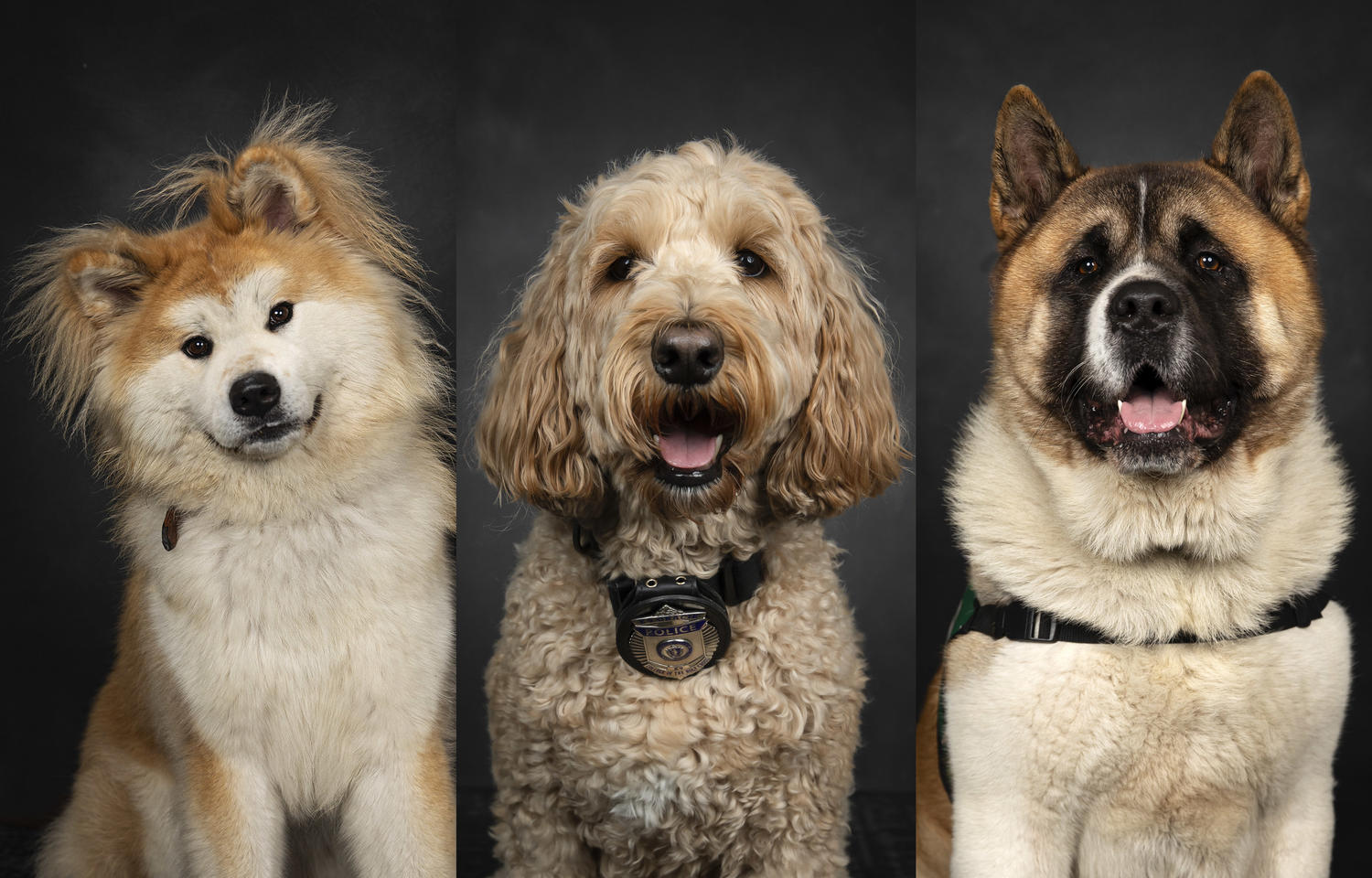 Three dogs side-by-side posing for the camera.