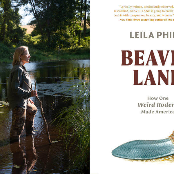 From left to right: Professor Leila Philip at work in the swamp and the cover of her book "Beaverland." Photos courtesy of Leila Philip