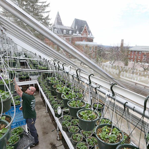 Brendon Connor of Grounds moves pansies from the greenhouse to areas on campus for planting.