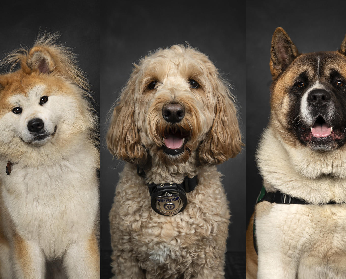 Three dogs side-by-side posing for the camera.