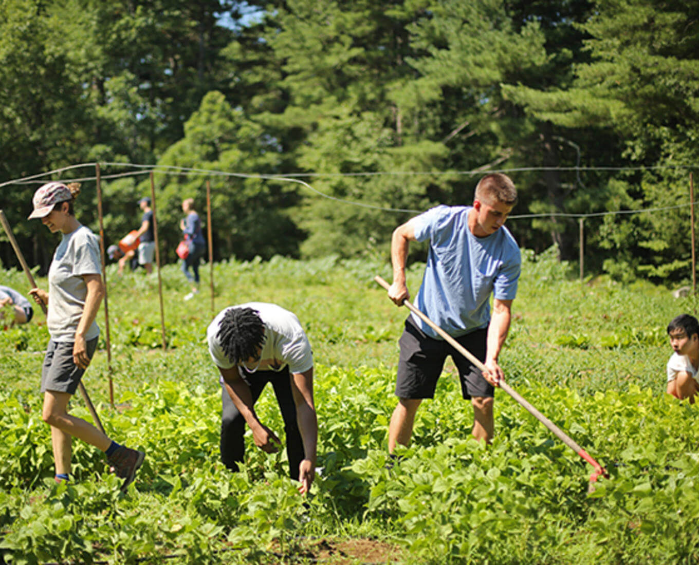 Food history summer class taught by visiting lecturer Christopher Staysniak visits Cotyledon Farm in Leicester, MA. Photo by Tom Rettig