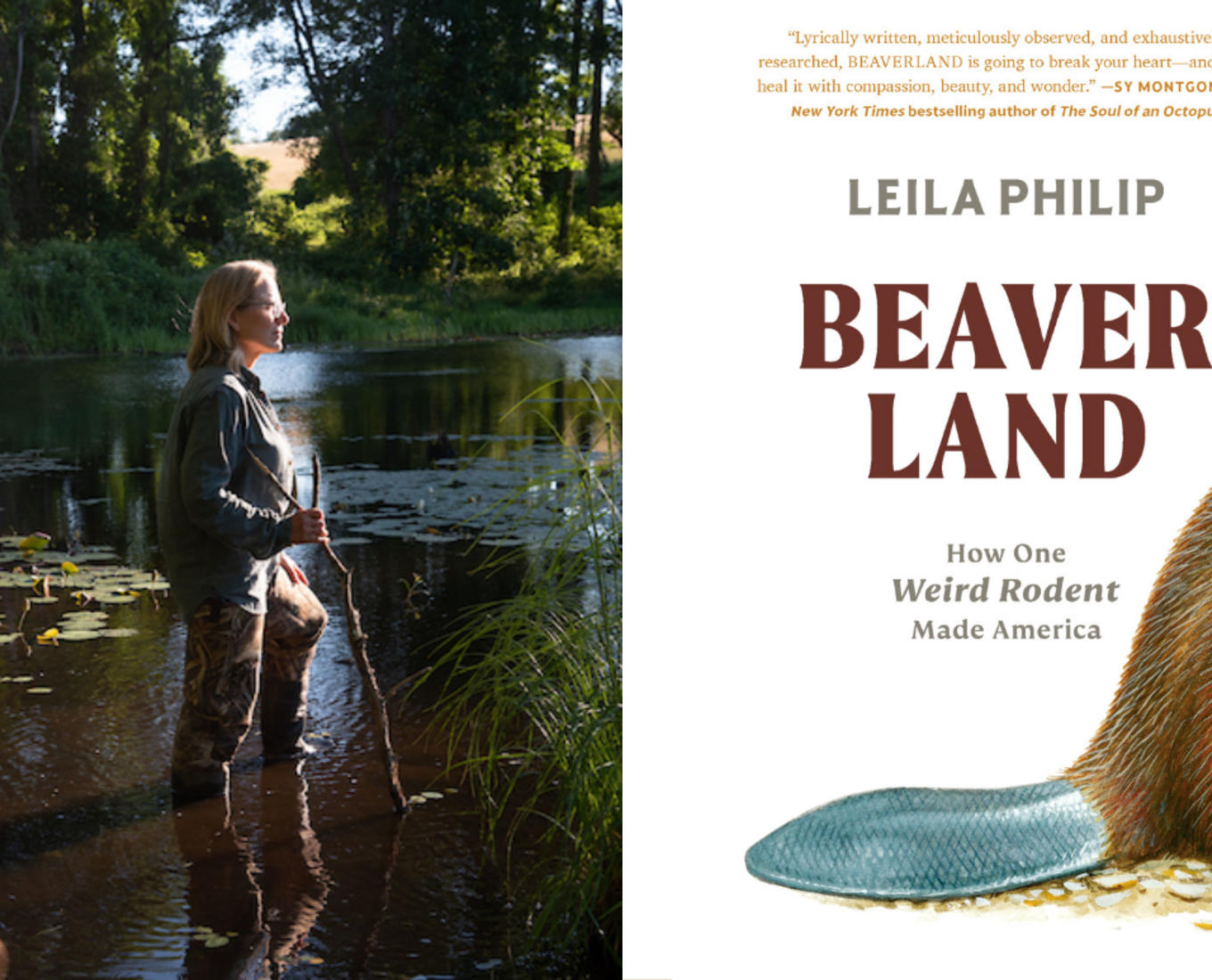 From left to right: Professor Leila Philip at work in the swamp and the cover of her book "Beaverland." Photos courtesy of Leila Philip