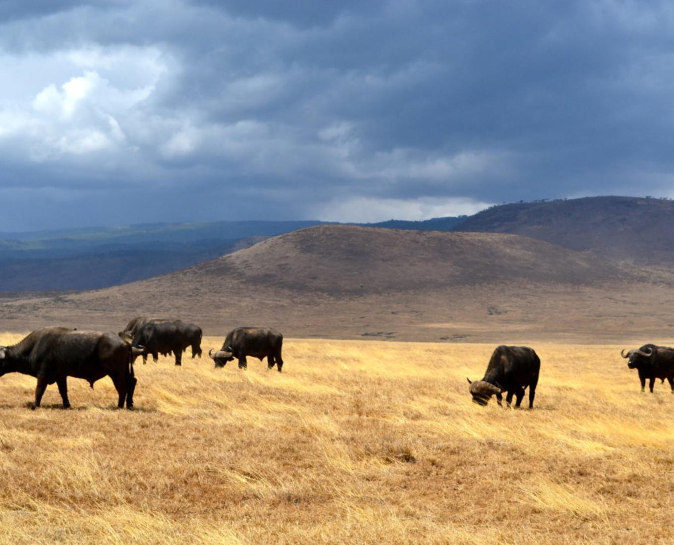 Location: Ngorongoro Conservation Area, Ngorongoro, Tanzania. Photo by: Hannah McCormick '14
