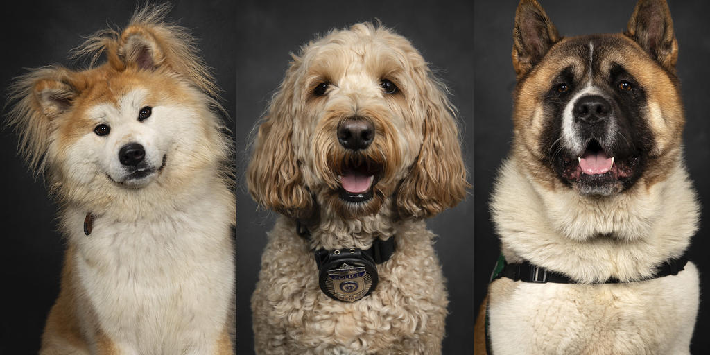 Inside the Key Roles Therapy Dogs Play on and off Campus - Vimarsana News