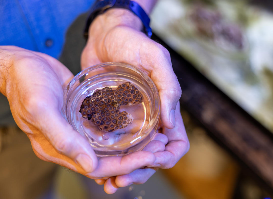 Hands holding a Petri dish with brown coral.