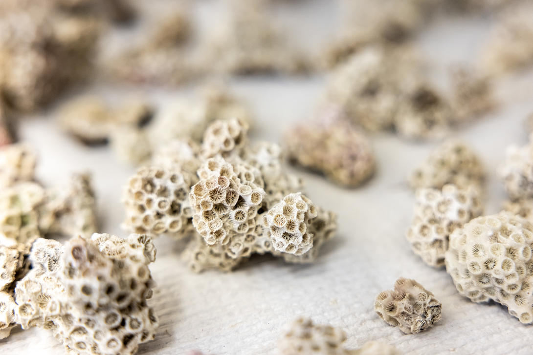 White coral