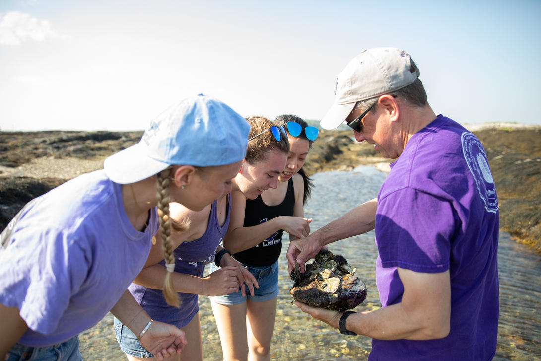 Professor and students searching for creatures in a tide pool on the coast of Maine.